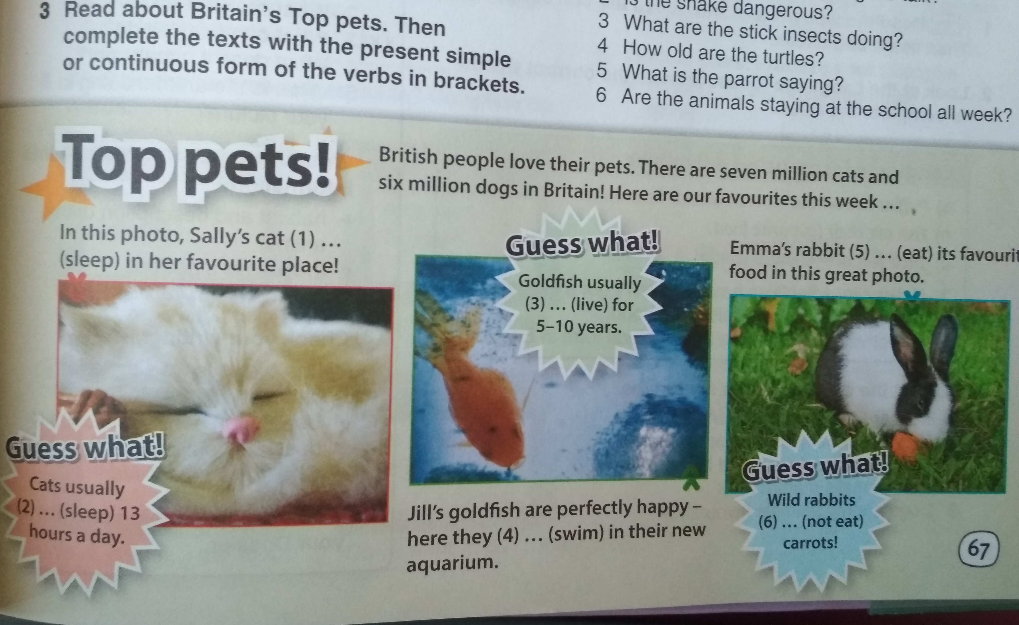 These days are ours. Упражнения Pets in great Britain. Pets in great Britain текст. Пересказ по Pets in great Britain. British and their Pets.