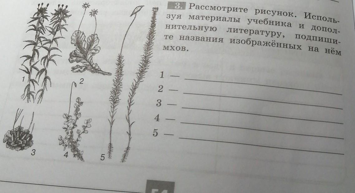 Рассмотрите рисунок. 3. Рассмотрите рисунок. Рассмотрите рисунок подпишите названия изображенных растений. Подпишите названия изображенных растений.