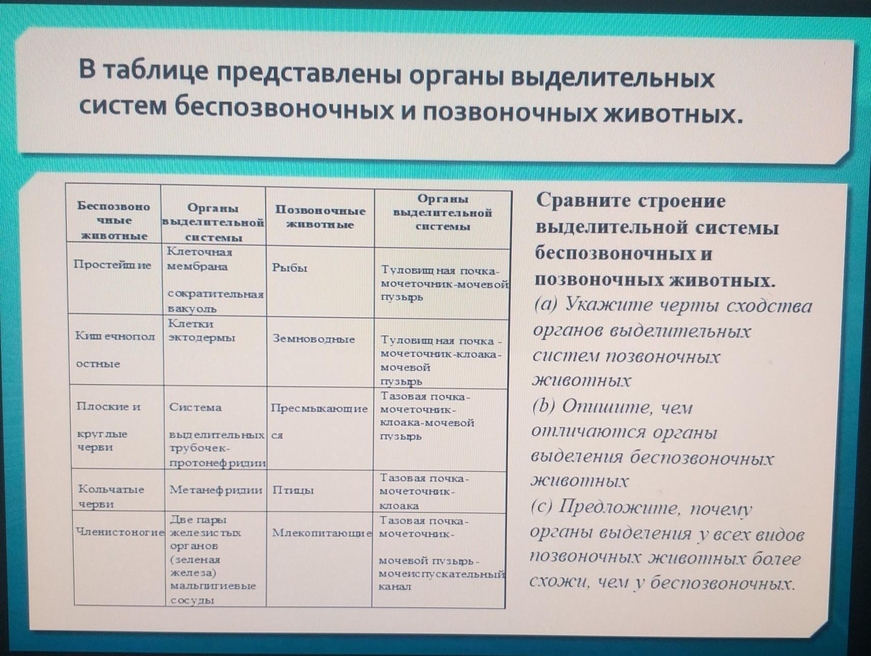 Таблица позвоночные животные 8 класс. Системы органов у позвоночных животных таблица. Система органов позвоночные. Выделительная система беспозвоночных и позвоночных. Таблица позвоночные животные.