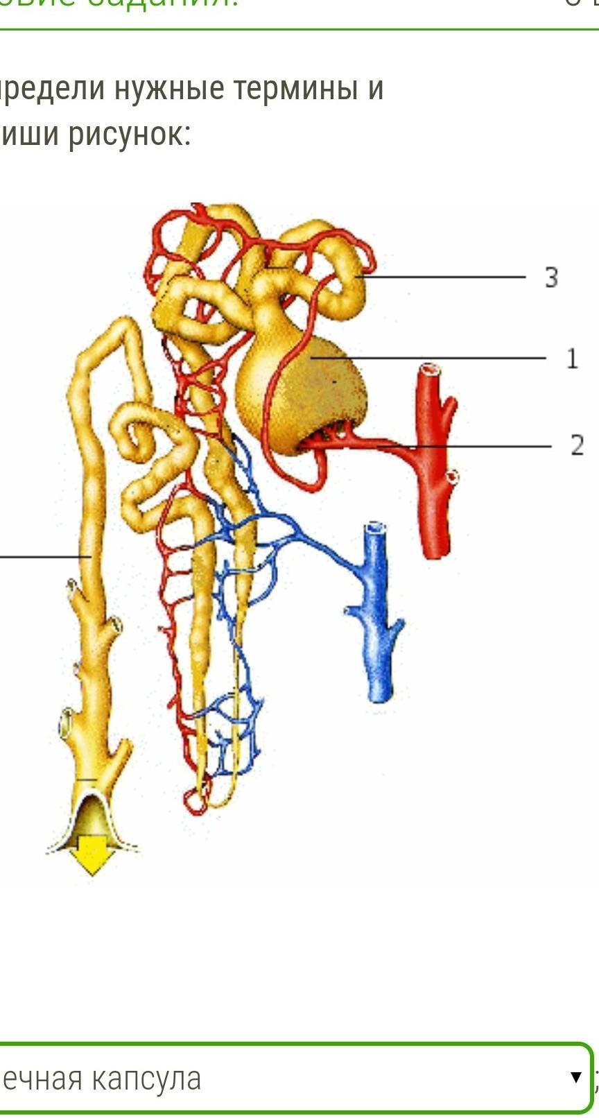 2 подпиши рисунок. Капсулы нефрона петля Генле собирательная трубочка клубочек. Собирательная трубка нефрона. Рисунок нефрона биология 8 класс. Нефрон тузилиши.