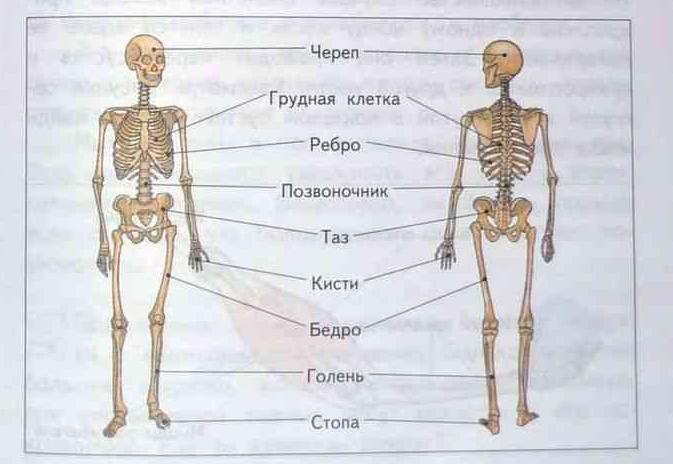 Кости человека 4 класс окружающий мир. Скелет человека. Части скелета человека. Скелет с названиями костей. Подписать части скелета человека.