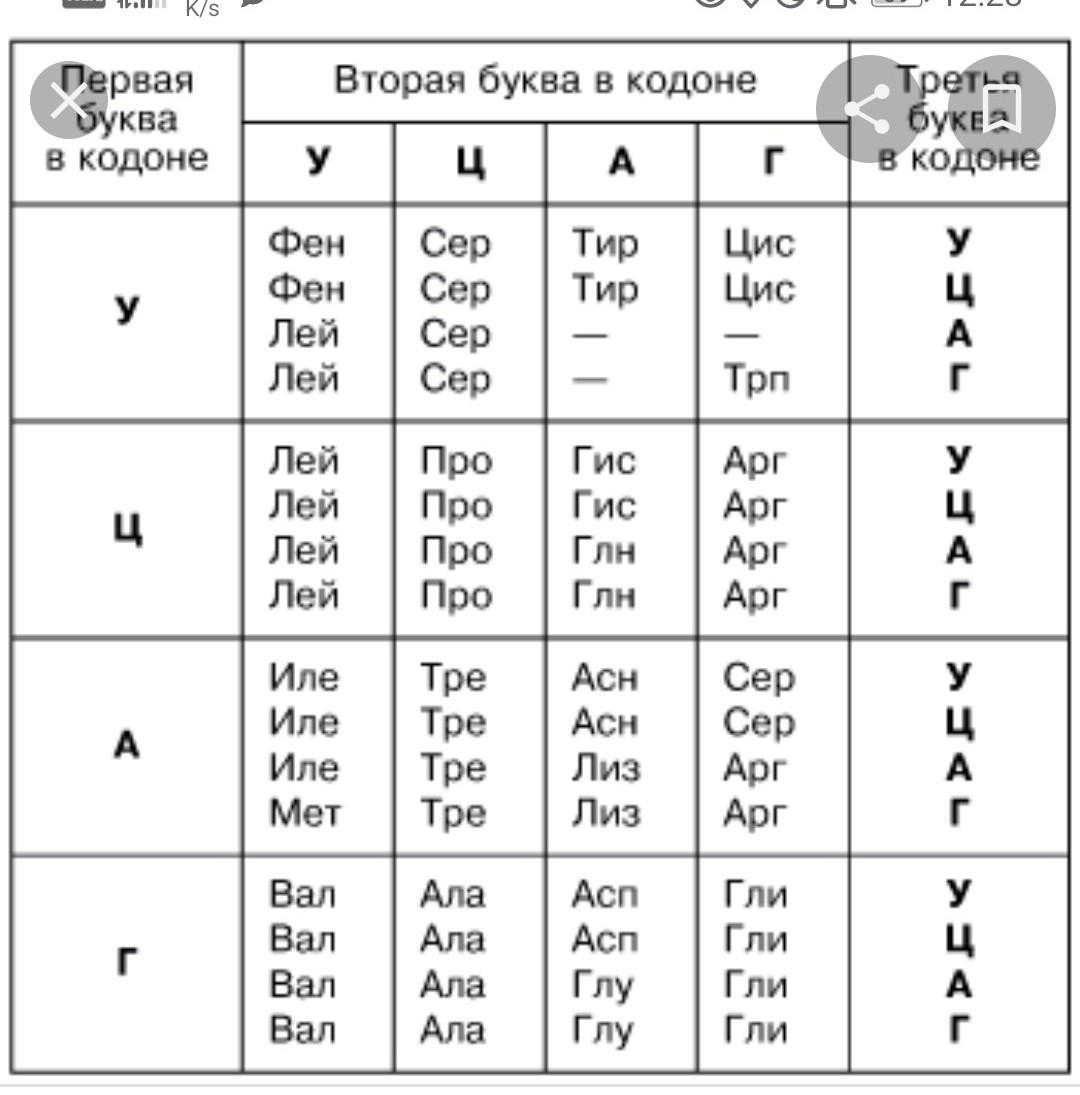 Последовательность нуклеотидов фрагмента цепи. Таблица генетического кода ДНК И РНК. РНК таблица с ТРНК. ДНК кодоны 1 цепочка 2 цепочка таблица ИРНК. ДНК кодоны 1 цепочка 2 цепочка.