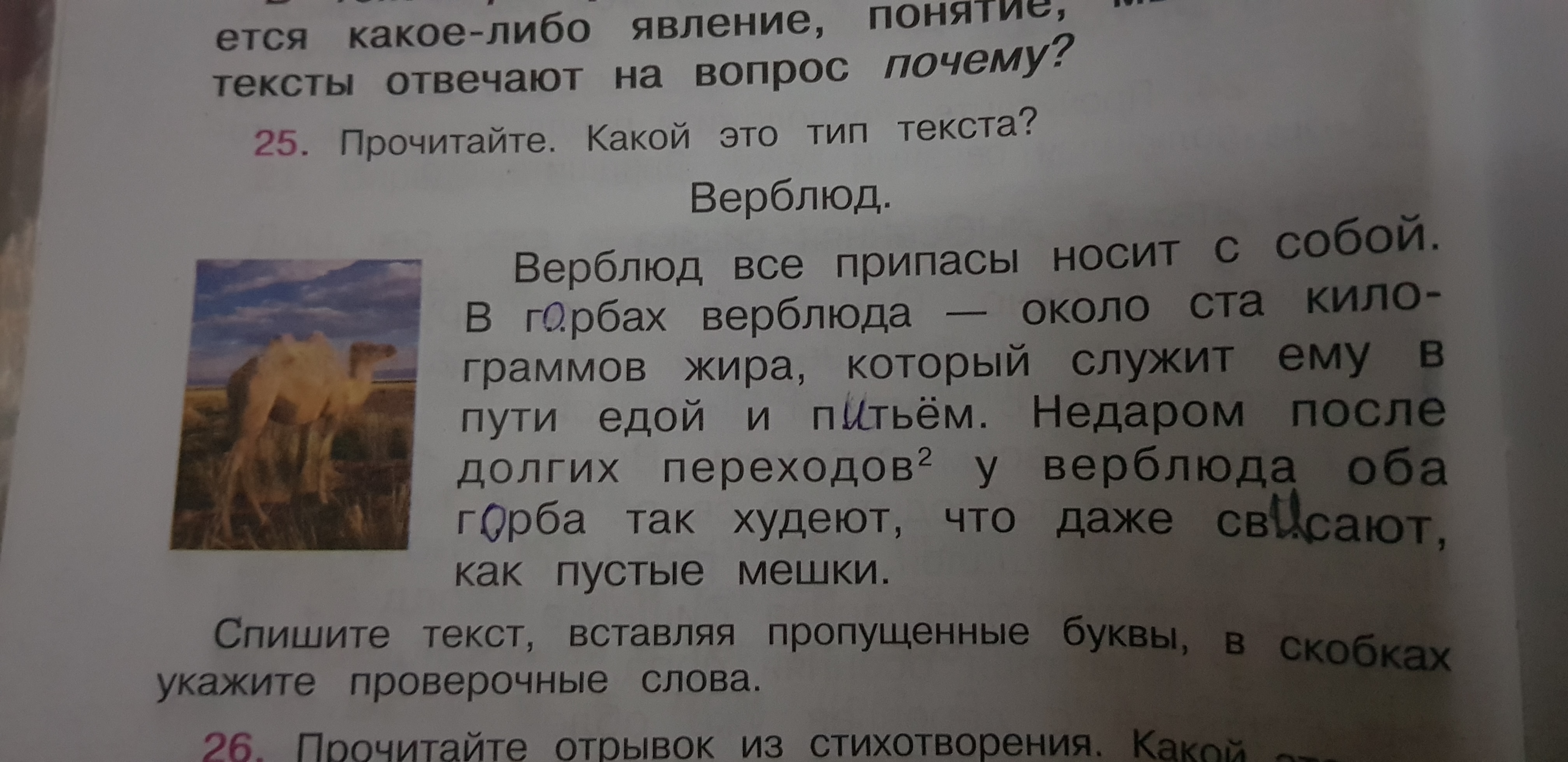 Вид слова списывать. Верблюд проверочное слово. Верблюжья проверочное слово. Прочитайте какой это Тип текста верблюд. Проверочное слово к слову верблюд.