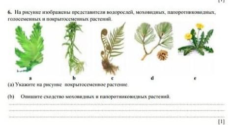 На рисунке изображено растение стрелолист