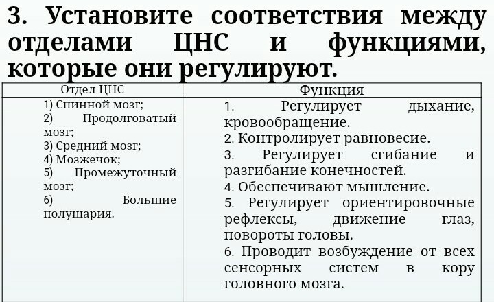 Установи соответствие укажи. Установите соответствие между отделами ЦНС И функциями. Соответствие между отделами нервной системы и их функциями. Установите соответствие между отделом нервной системы. Отделы ЦНС И их функции.