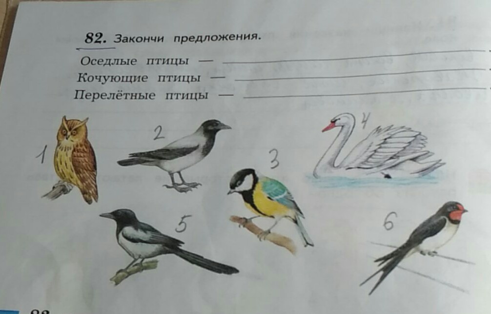 Окружающий мир 1 класс название птиц. Оседлые птицы Кочующие птицы перелетные птицы. Рисунок оседлые птицы. Закончи предложение оседлые птицы. Закончи предложения оседлые птицы Кочующие птицы перелетные птицы.