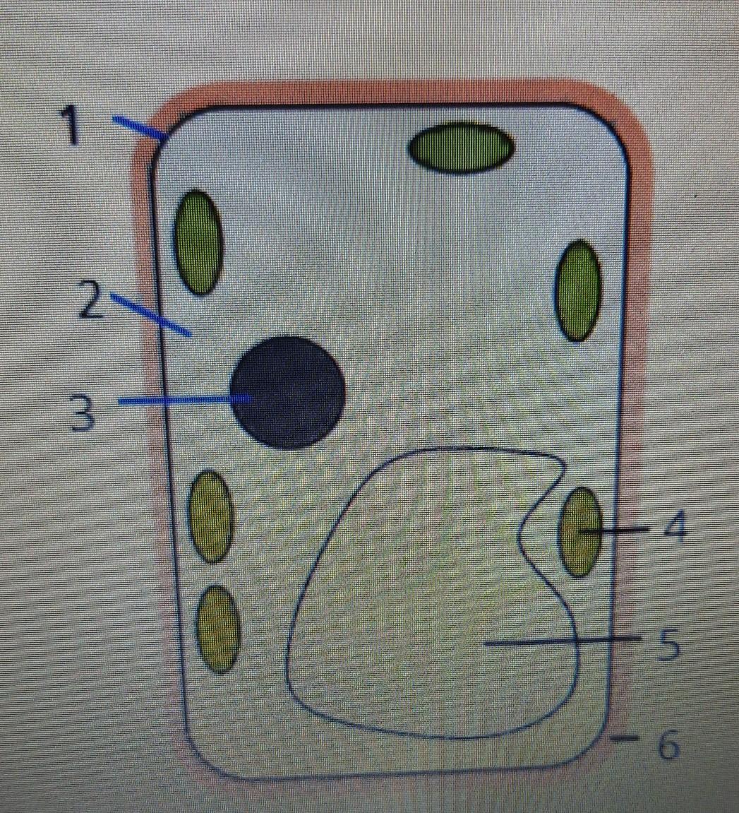 Рассмотрите рисунок 1 растительной клетки. На рисунке органоид который контролирует жизнедеятельность клетки. Растительная клетка органоид который контролирует процессы в клетке. Органоид растительной клетки контролирующий все процессы в клетке. 1. Рассмотрите рисунок растительной клетки.