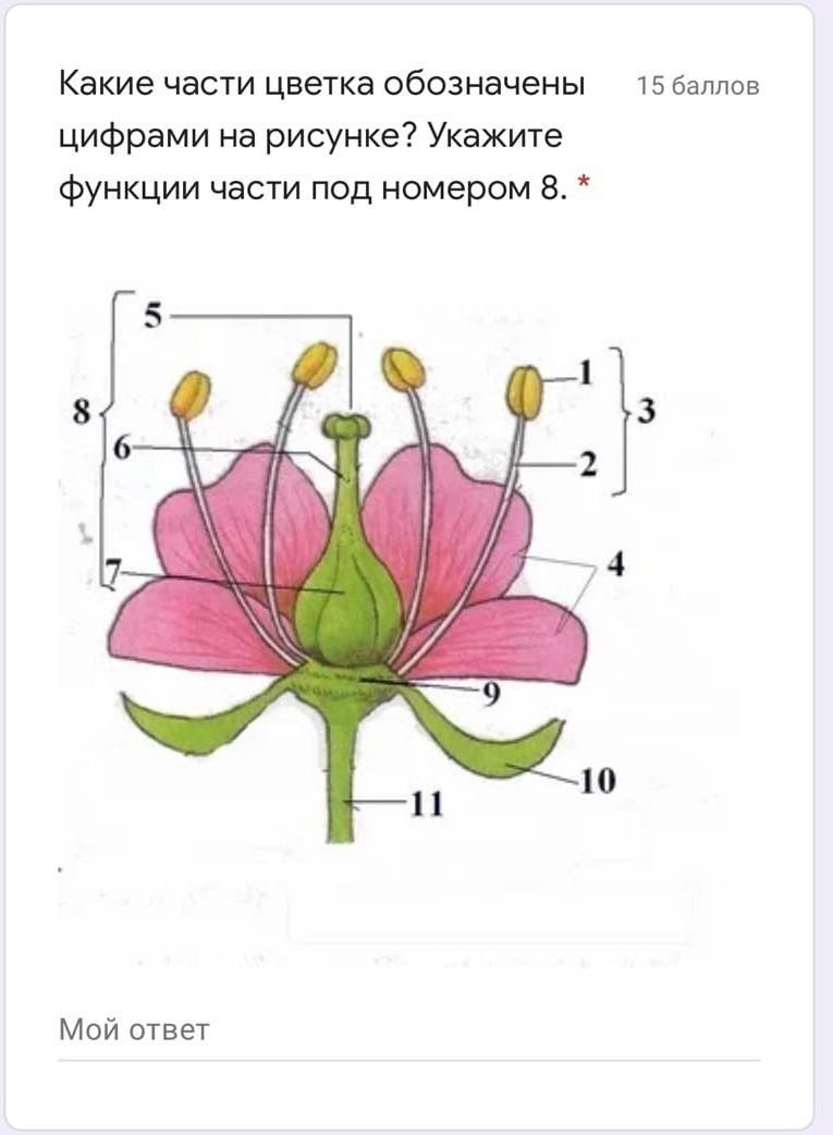 Запишите цифры которыми на рисунке обозначены. Схема цветка биология 6 класс. Строение цветка. Подпишите части цветка. Строение цветка биология.