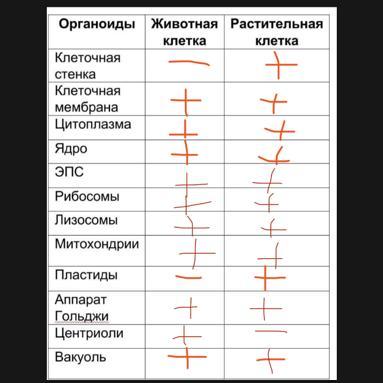 Пользуясь графическими изображениями рисунками определите какие органоиды характерны для данных