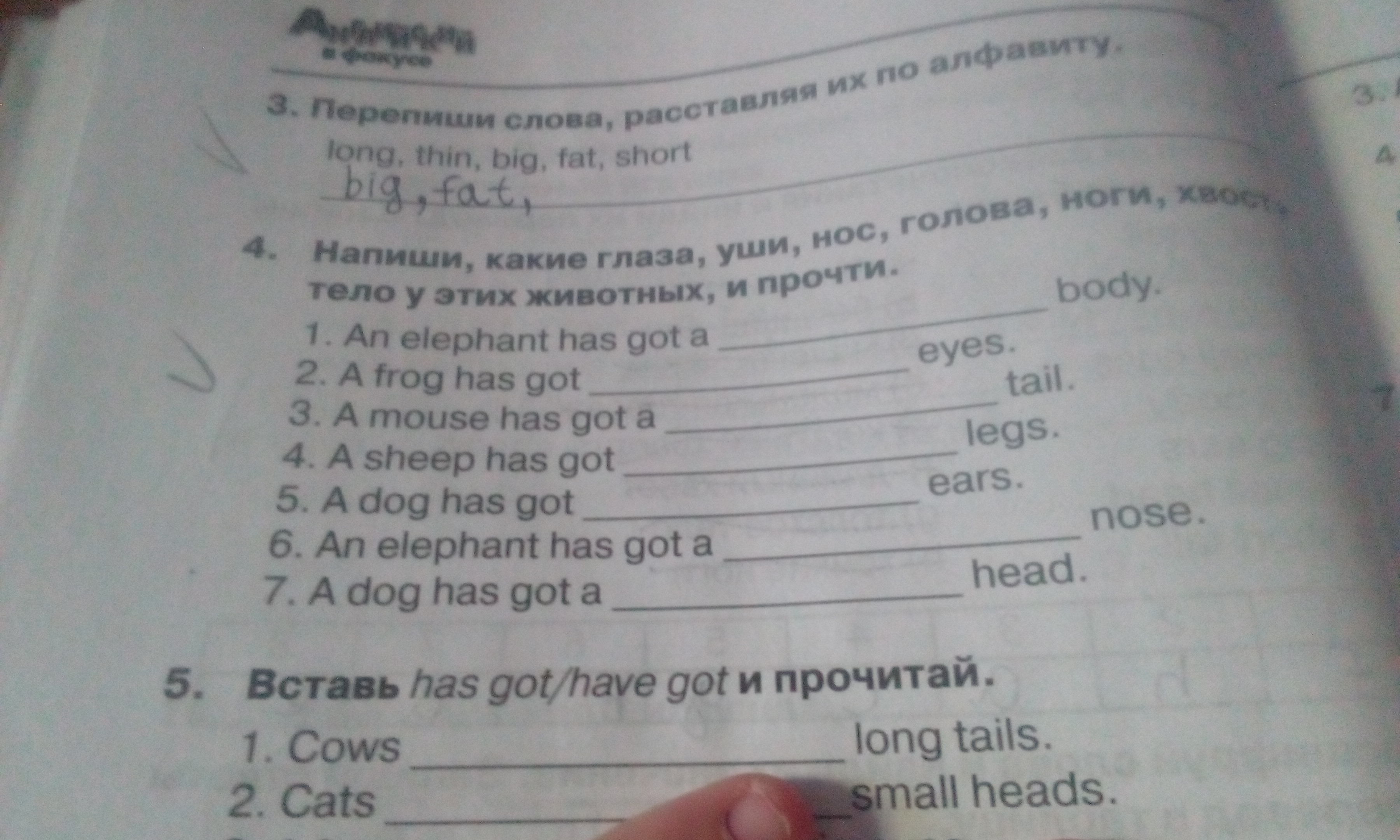 A bear has got thin body. Вставь has got have got и прочитай. Вставь has got have прочитай. Вставь has got have got и прочитай Cows. Вставь has got или have got и прочитай 3 класс Cows.