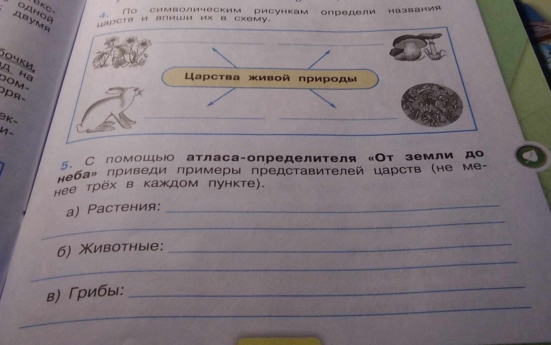 Приведите примеры не менее трех. Примеры представителей Царств 3 класс с помощью атласа. Примеры представителей Царств не менее трех в каждом пункте ответы. Приведи примеры представителей Царств не менее трёх в каждом пункте.