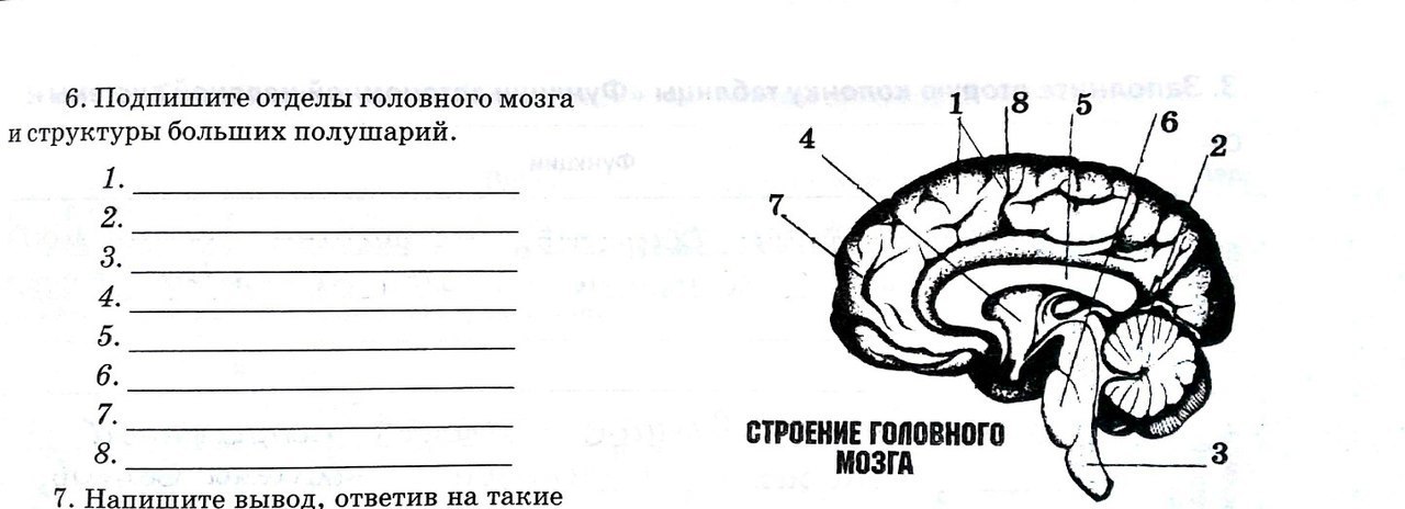 Подпишите отделы головного мозга. Опираясь на рисунок установите соответствие. Биология рисунок 41 5 класс. Средний мозг расположение в головном мозге таблица.