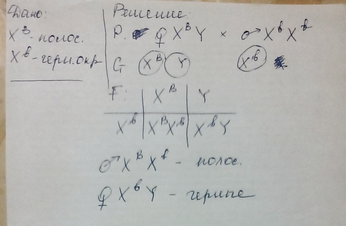 Локализован в х хромосоме. У кур плимутрок доминантный ген. Окраска оперения у кур обуславливается локализованным. Доминантный аллель находится в х хромосоме. Известно что у кур гены окраски оперения локализованы в х хромосоме.