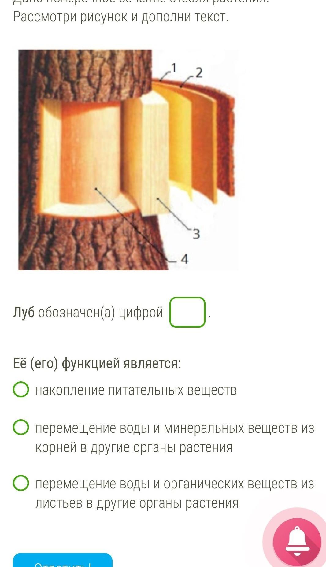 Рассмотри рисунок дополни текст. Поперечное сечение стебля Луб. Древесина обозначена цифрой. Сечение стебля растения. Древесина обозначена цифрой его функцией.