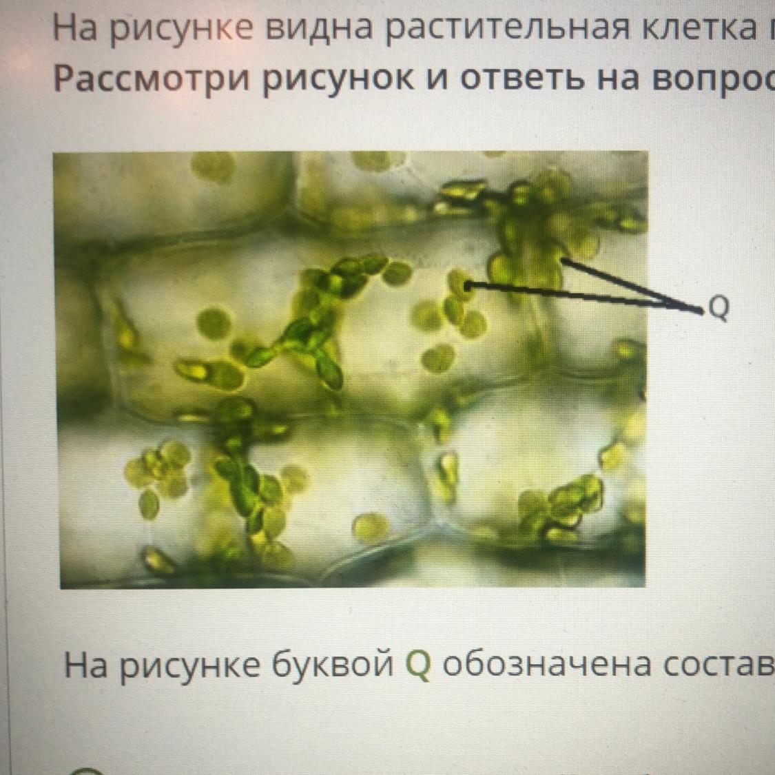 На рисунке буквой х обозначена составная часть клетки функцией которой является ответ