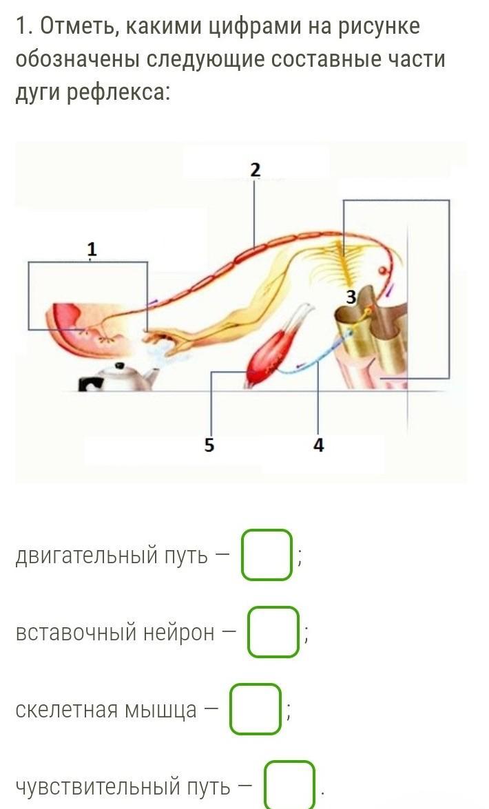 Выбери какими цифрами на рисунке обозначены следующие составные части дуги рефлекса