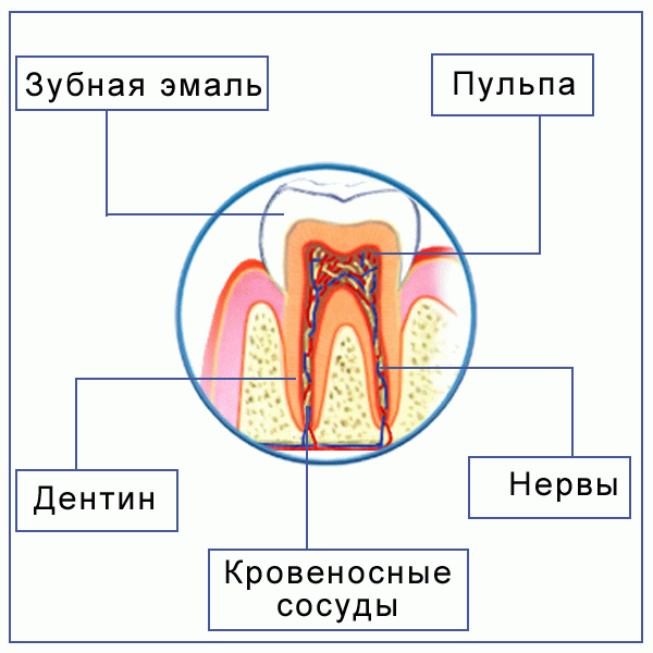 Строение полости рта строение зуба. Строение зуба полость зуба. Схема внутреннего строения зуба. Строение зуба человека схема. Нервная система зубов человека схема.