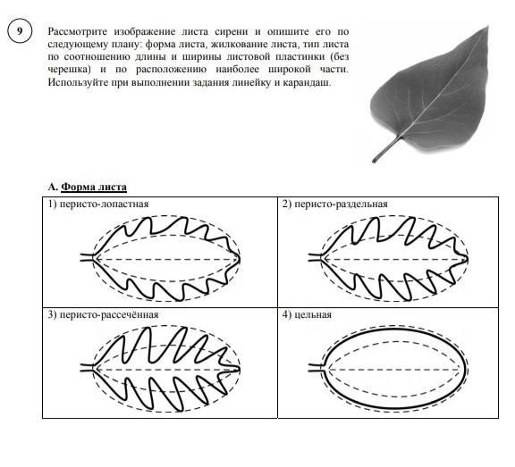 Опишите лист березы по следующему плану тип листа жилкование листа форма листа по соотношению длины