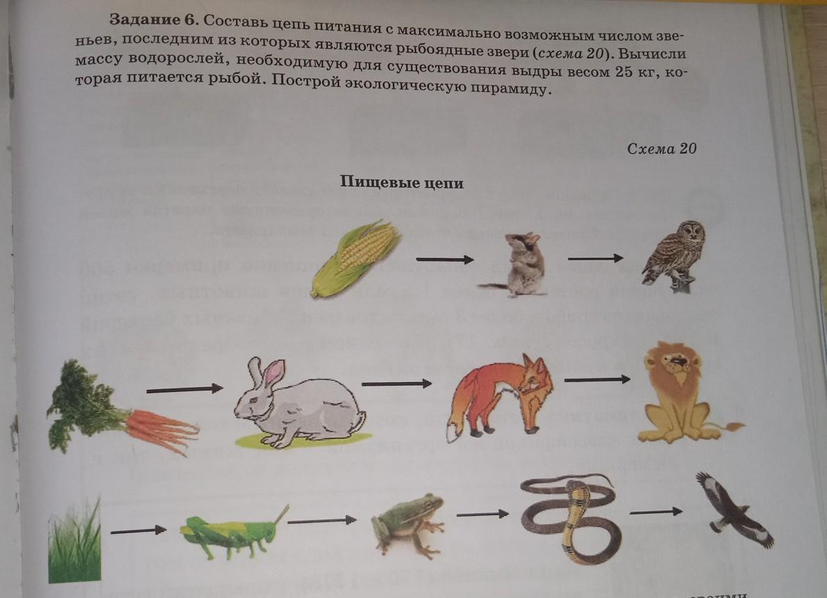 Рассмотри рисунок цепи