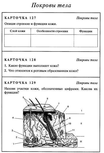 Назовите слои кожи человека обозначенные на рисунке буквами а и в укажите функции