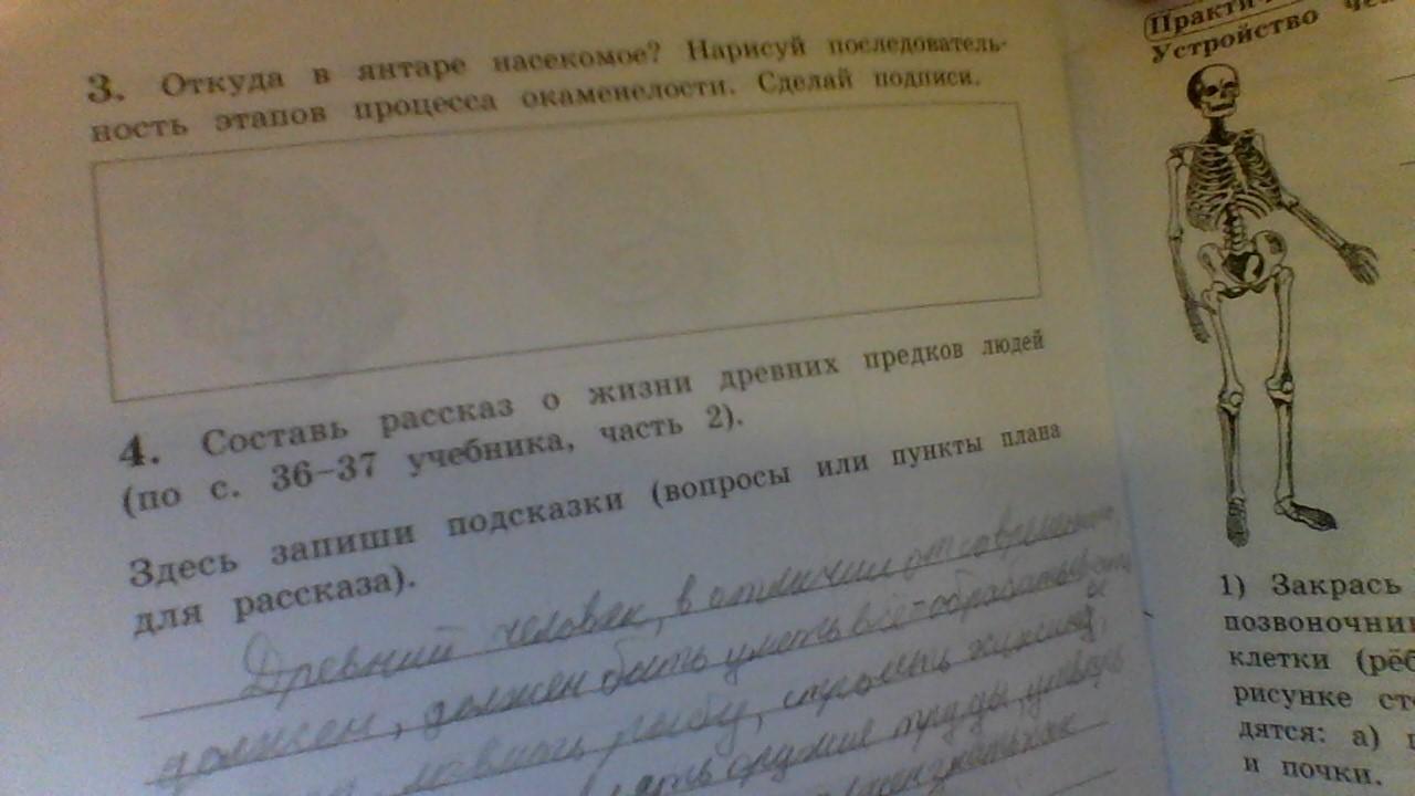 Откуда в янтаре насекомое нарисуй последовательность этапов процесса окаменелости сделай подписи