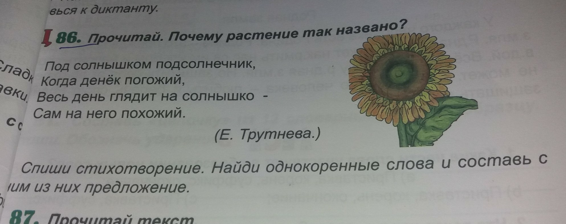 Составить слова из слова солнце. Почему растения так называются. Почему подсолнух так называется. Солнце и подсолнечник- это однокоренные слова?. Предложение со словом солнце.