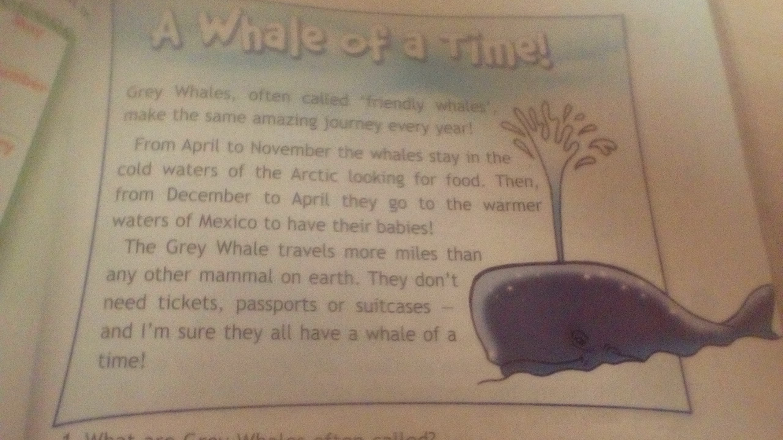 the grey whale travels more miles than any other mammal on earth