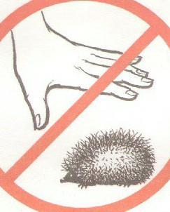 Ежик запрещен. Берегите природу знаки. Знак еж на руках зачеркнут. Знак не обижать животных. Запрещающий знак с Ёжиком.