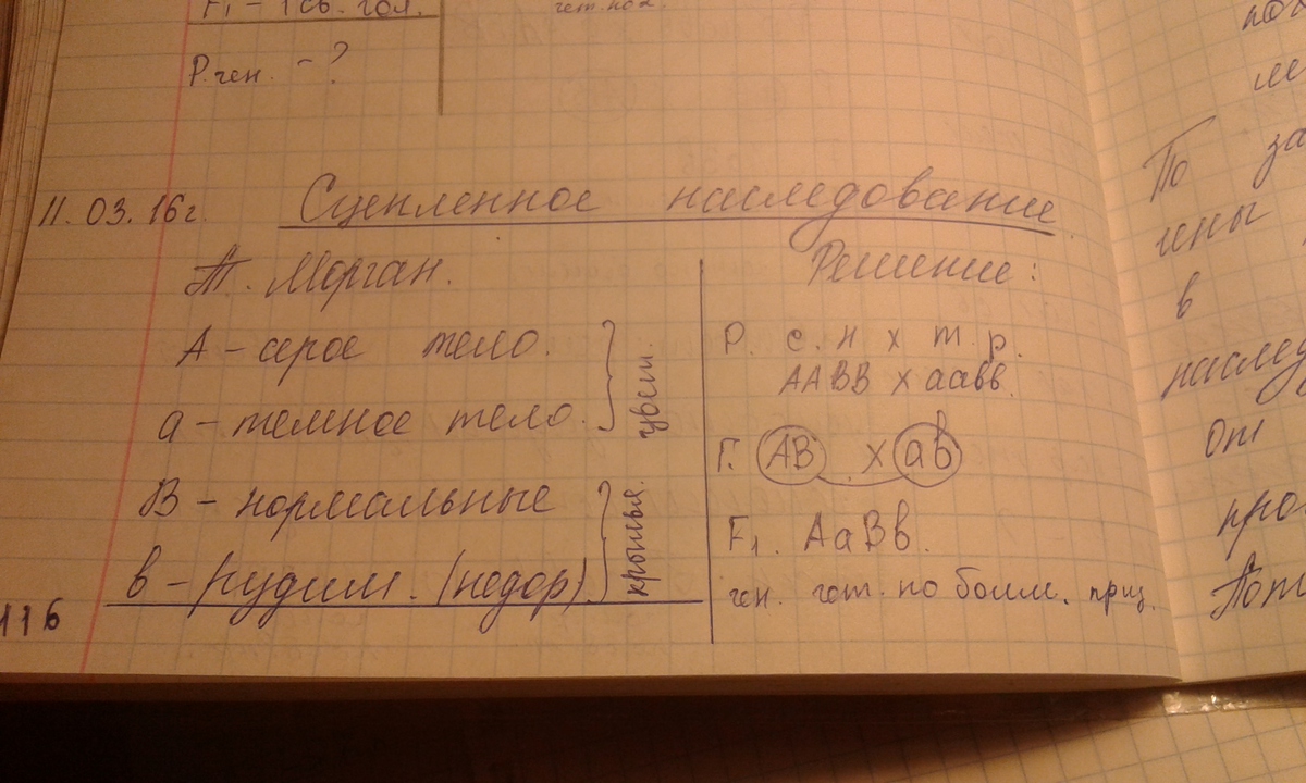 Скрестили дрозофил. Мухи дрозофилы доминантные признаки. У дрозофилы серая окраска тела доминирует над черной. Гомозиготный по обоим признакам. Задача у дрозофилы нормальные Крылья решение.