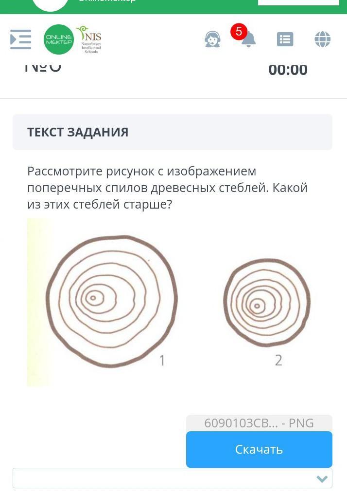 По рисунку с изображением поперечных распилов древесных стеблей определите