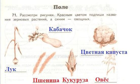 Рассмотрите схему отражающую развитие растительного мира земли овес роза улотрикс