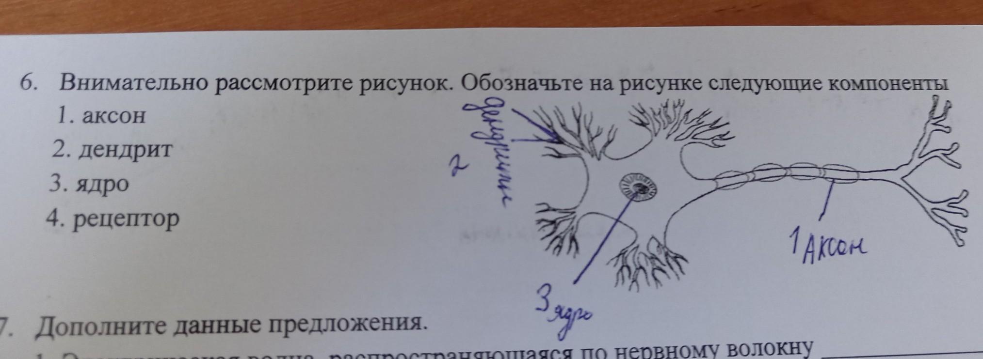 Какой буквой на рисунке обозначен рецептор