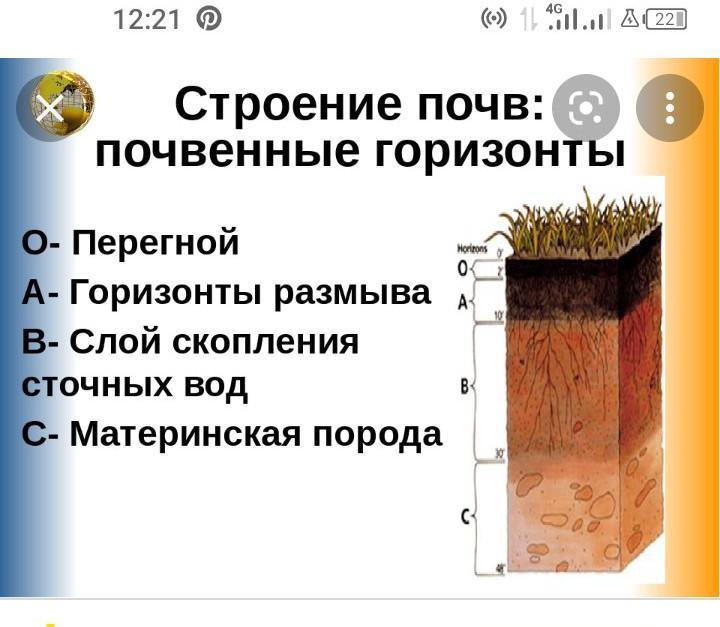 Какой из почвенных горизонтов обозначен на схеме оранжевым цветом