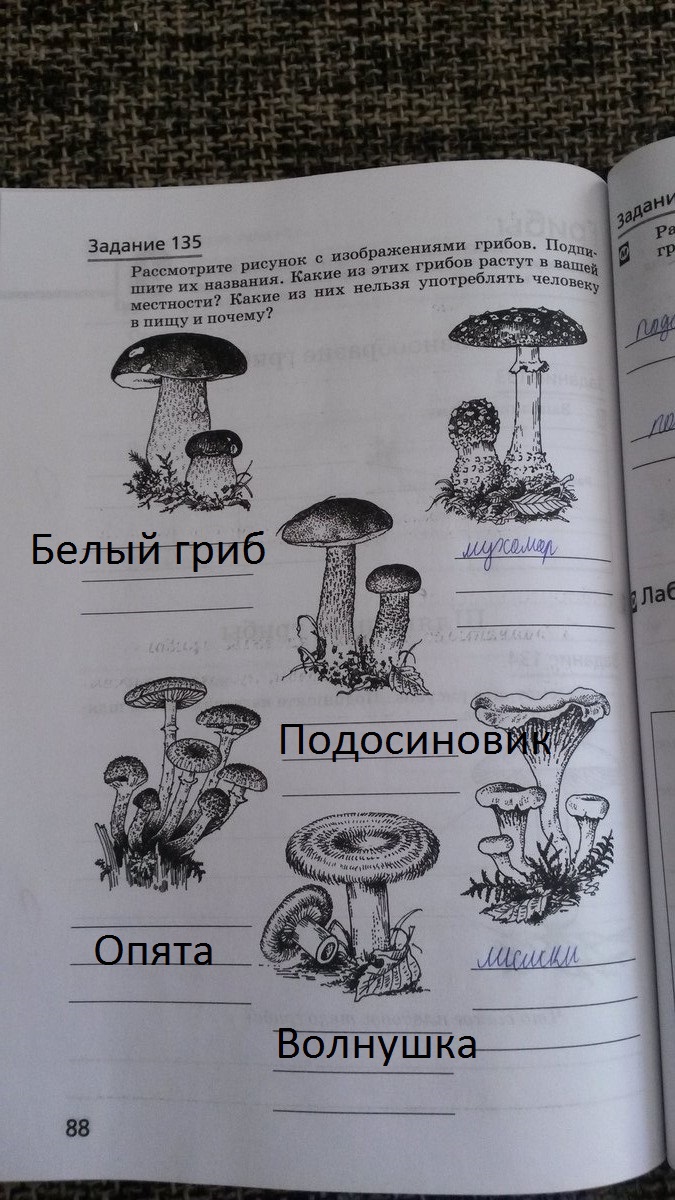 Грибы подчеркни. Подпиши названия грибов. Рассмотри изображение грибов. Подпишите названия грибов. Рассмотри рисунки с изображением грибов.