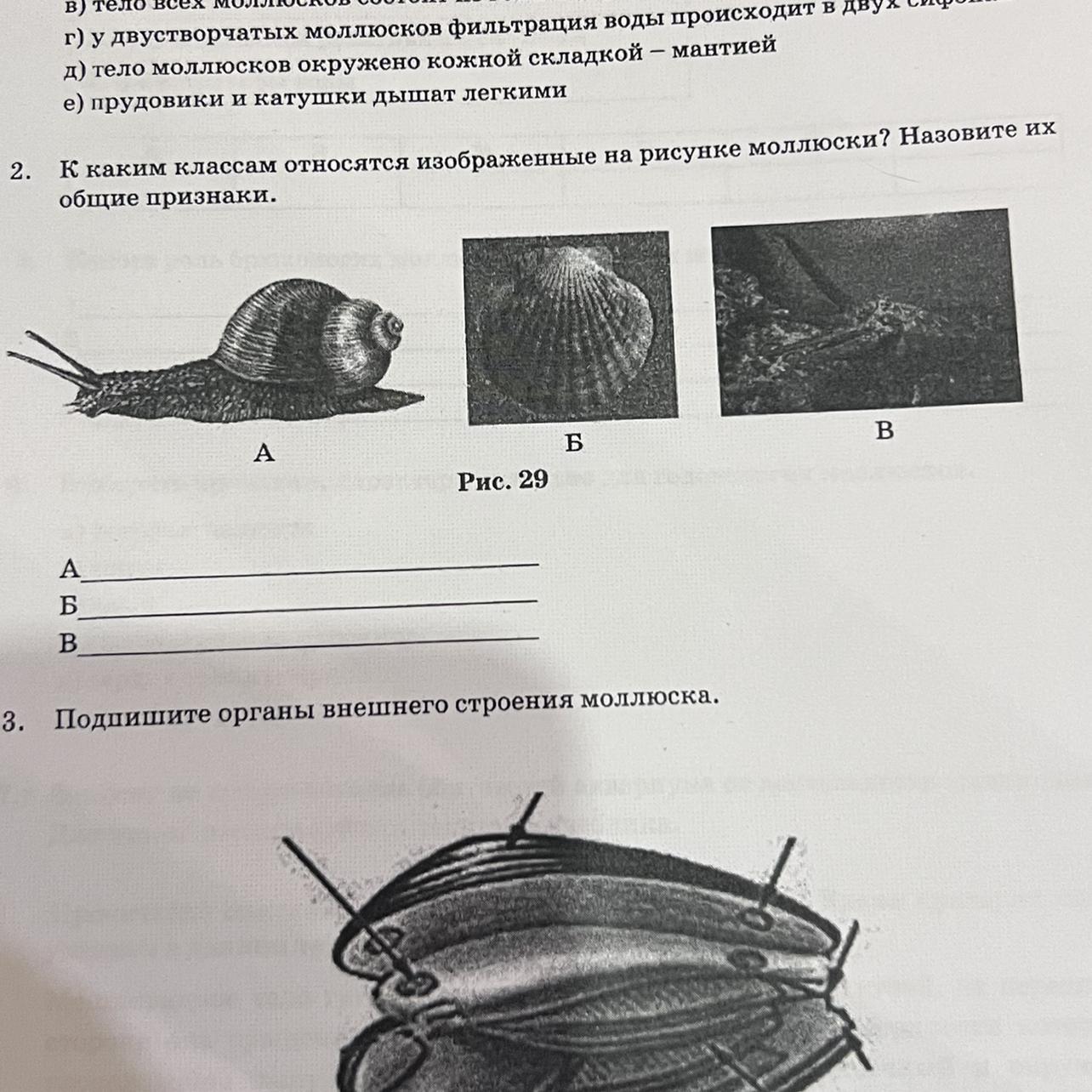 К какому отделу организма человека относится изображенный на рисунке орган