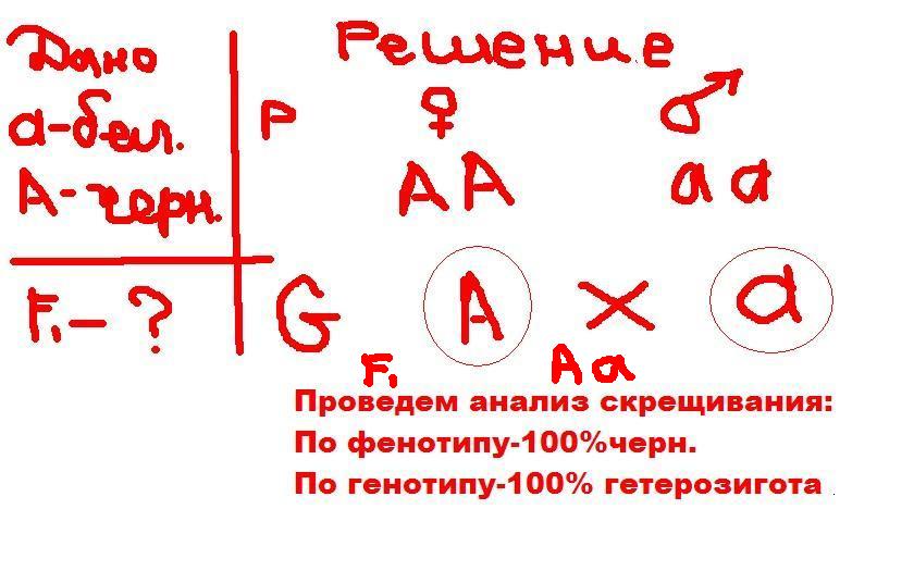 Скрестили белого