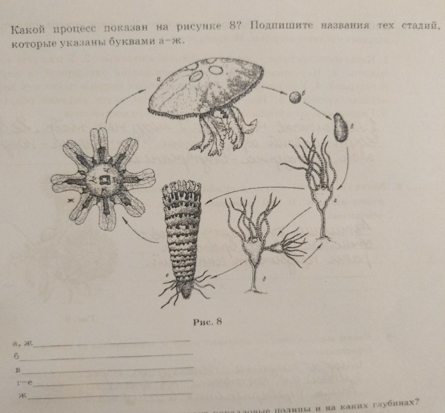 Назовите процессы изображенные на рисунке. Какой процесс показан на рисунке. Рассмотри рисунки красным цветом Подпиши названия. Растения рассмотри рисунки и Подпиши названия растений.