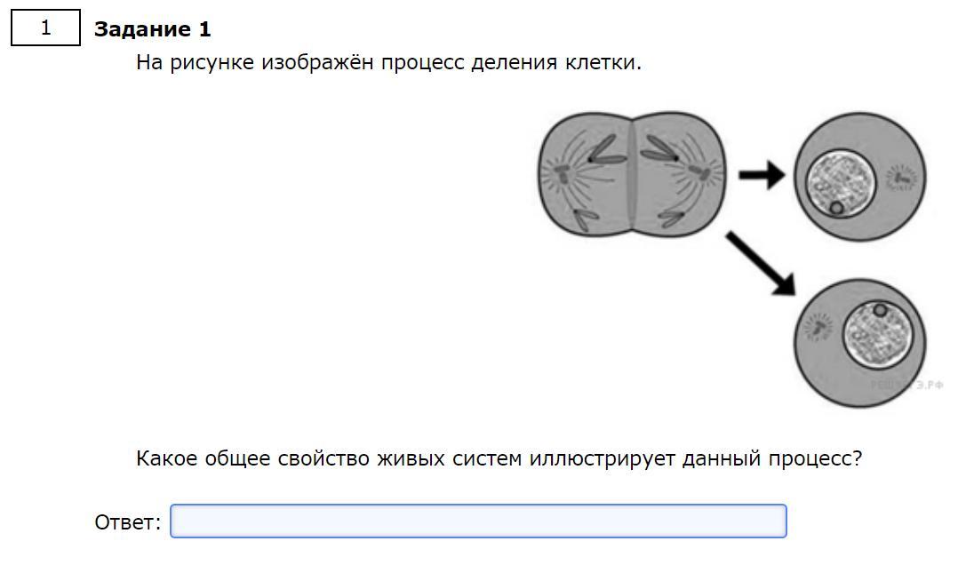 Какой процесс изображен на рисунке огэ биология