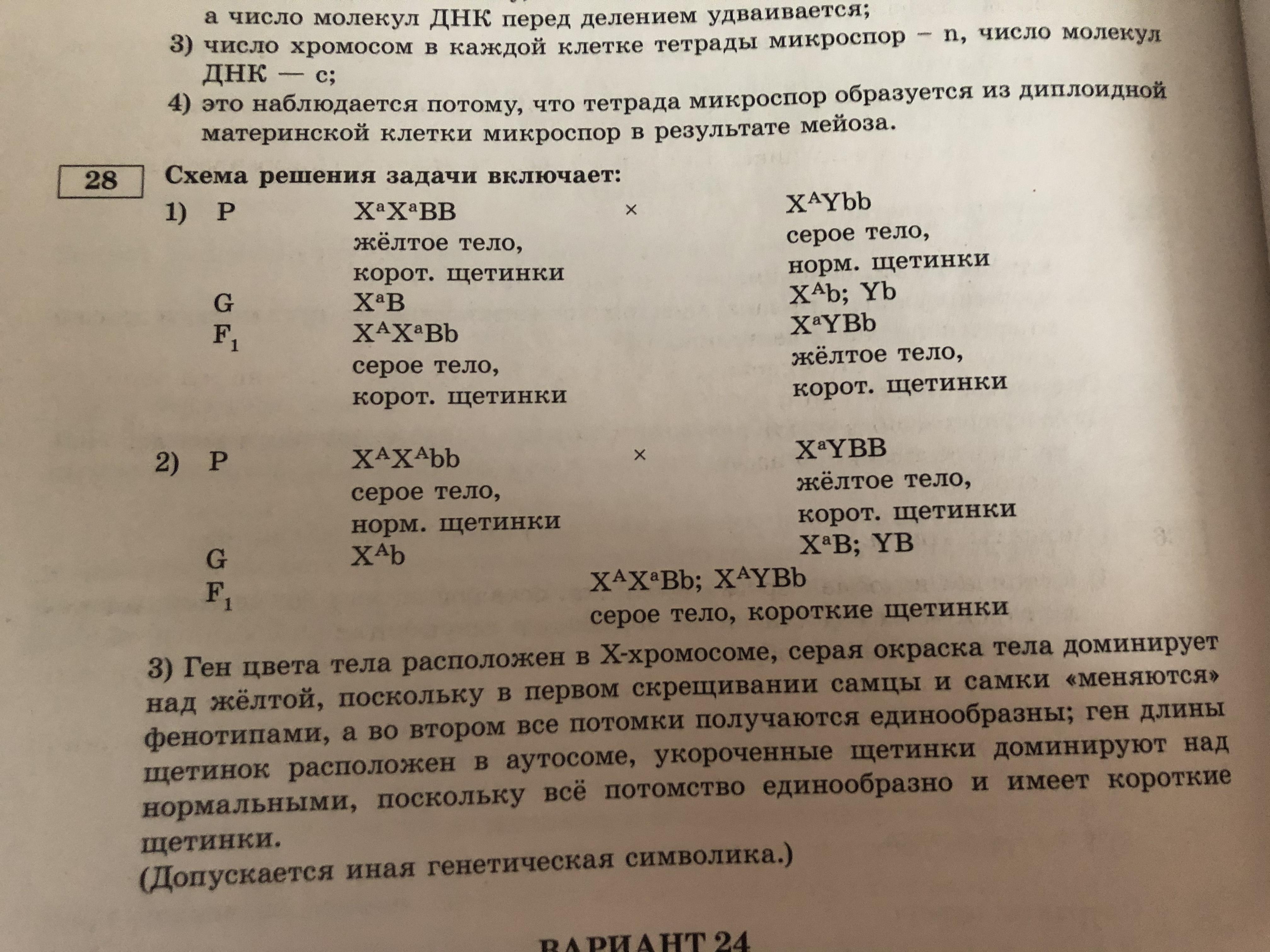 При скрещивании дрозофилы с серым телом. При скрещивании самки дрозофилы. У дрозофилы гетерогаметным полом. У дрозофил гетерогаметен мужской пол при скрещивании. При скрещивание нормальных дрозофил.