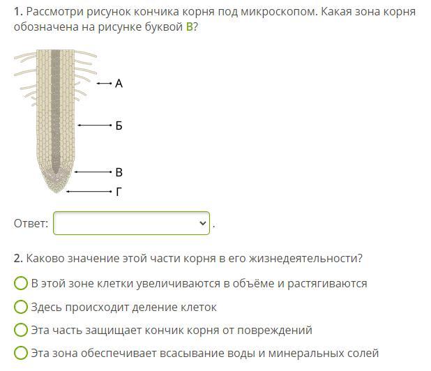 Какие зоны корня обозначены на рис. Корневой чехлик и зона растяжения. Зоны корня под микроскопом. Зоны корневого волоска. Корневой чехлик в микроскопе.