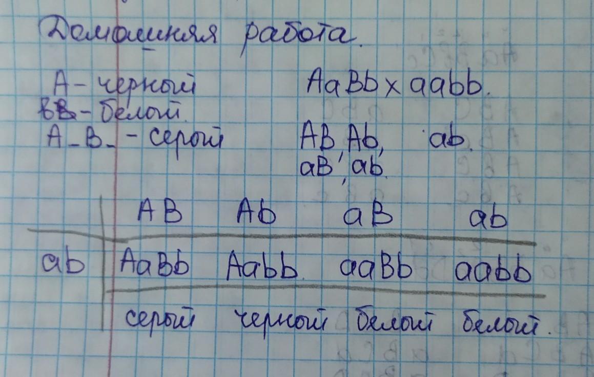 Скрестили белого. Определить генотип родителей. При скрещивании серых кур с белыми. Определить генотип белой крольчихи.