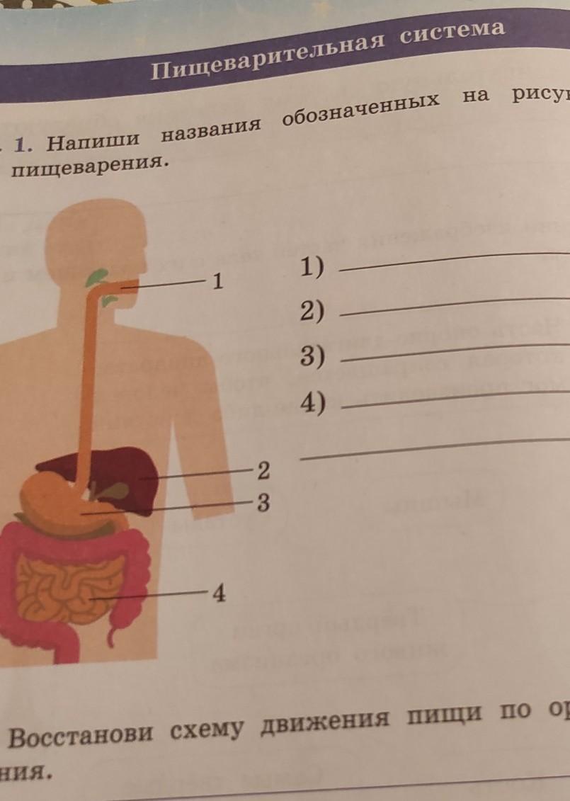 Обозначь органы на рисунке