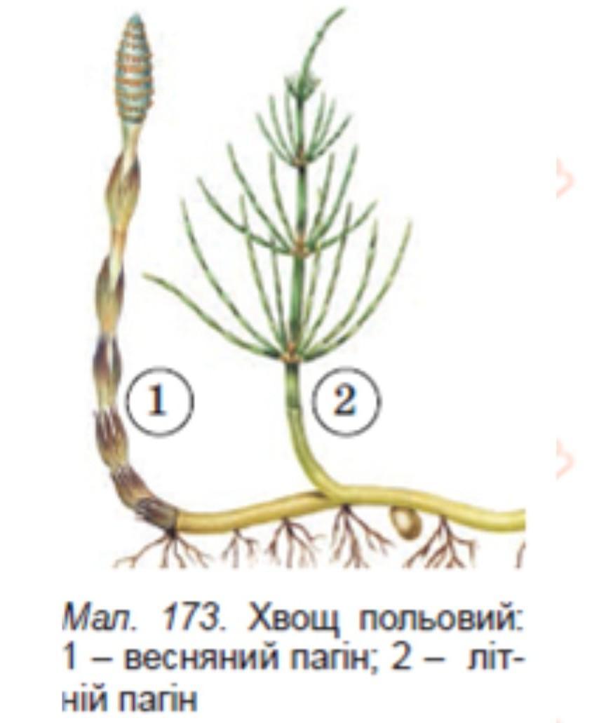 Строение хвоща 7 класс биология. Строение хвоща. Побеги хвоща состоят. Хвощи строение летом. Строение хвоща летний и осенний побег.