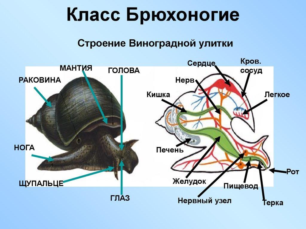 Органом называют 6 класс. Строение раковины моллюсков класса брюхоногие. Строение брюхоногих моллюсков 7 класс. Внутреннее строение виноградной улитки. Выделительная система брюхоногих.