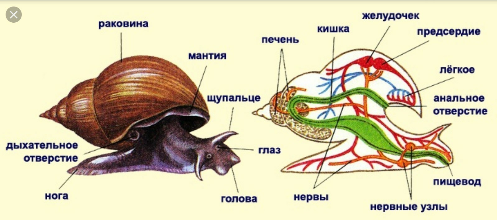 Назовите систему органов моллюска изображенную на рисунке а под 2 номером