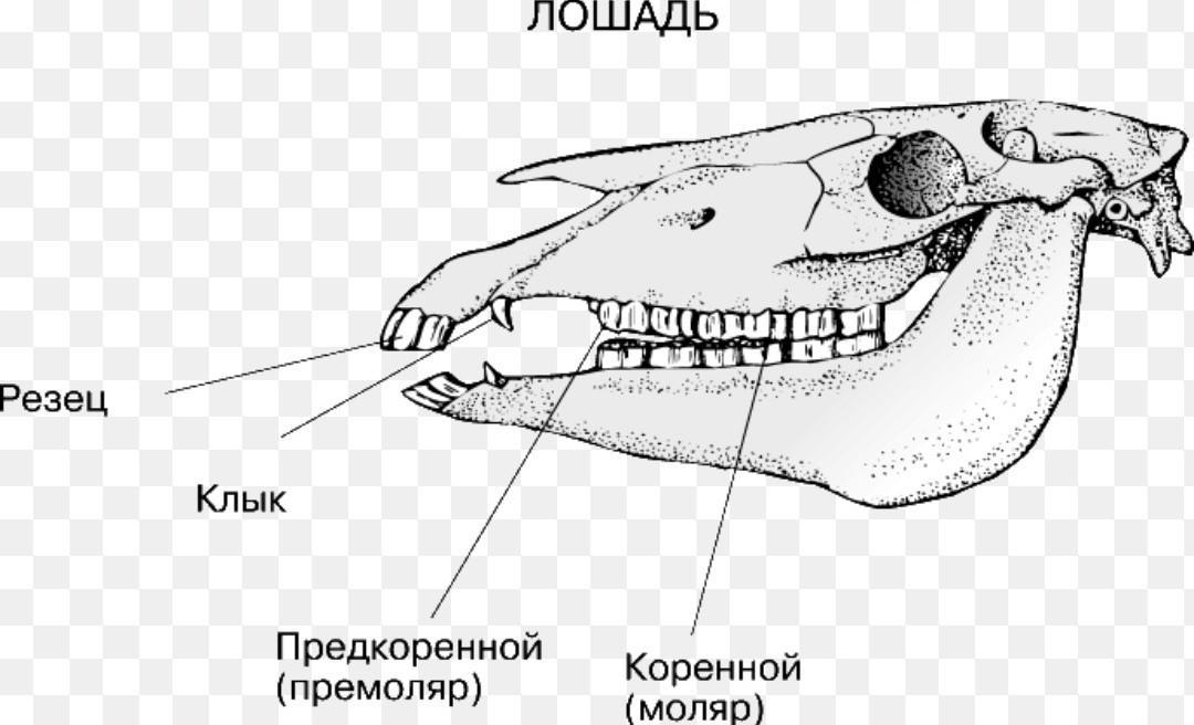 Рассмотрите рисунок черепов копытных животных коровы дикого кабана и лошади