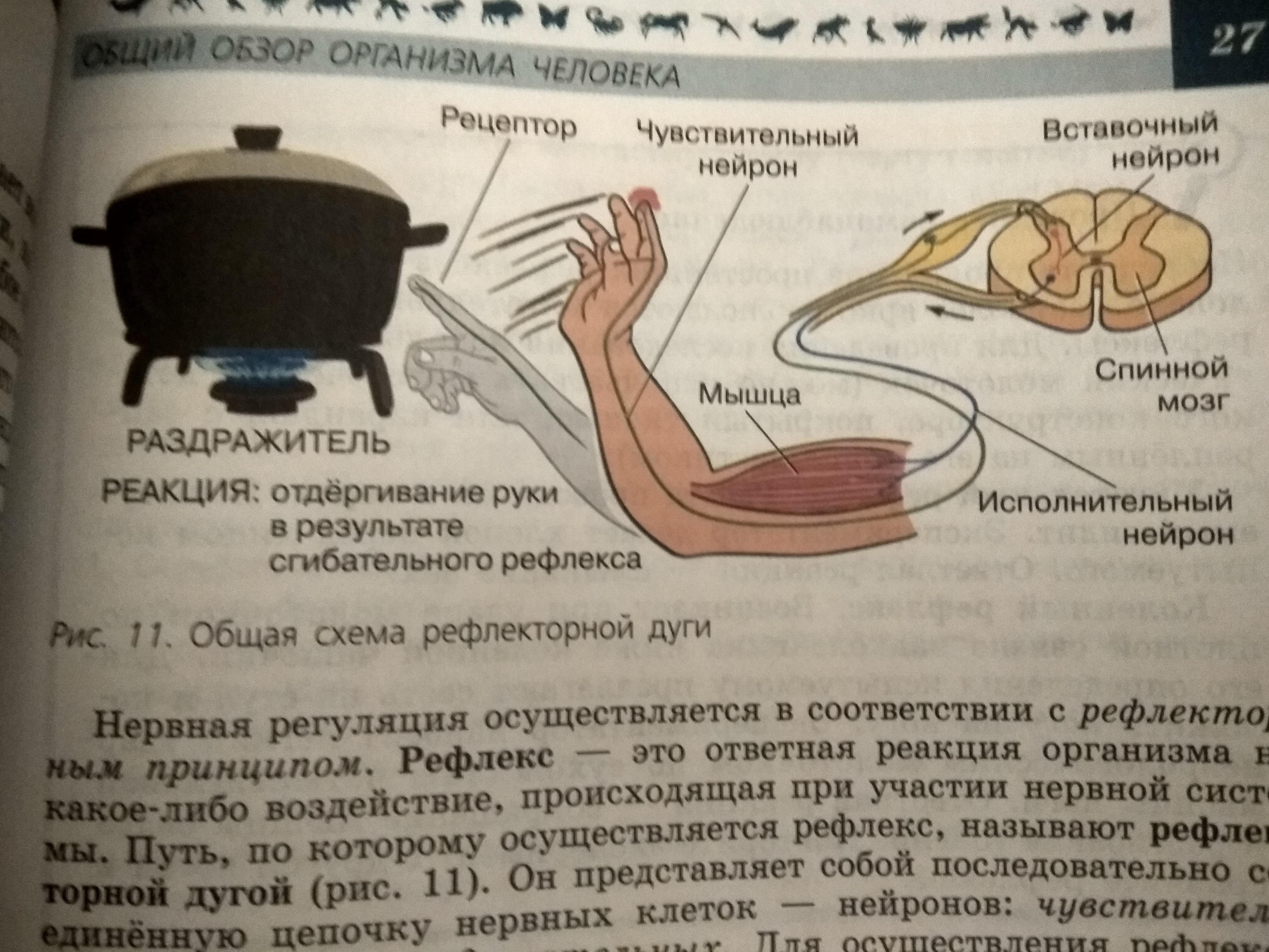 Рассмотрите рисунок ответьте на вопросы ниже назовите компоненты