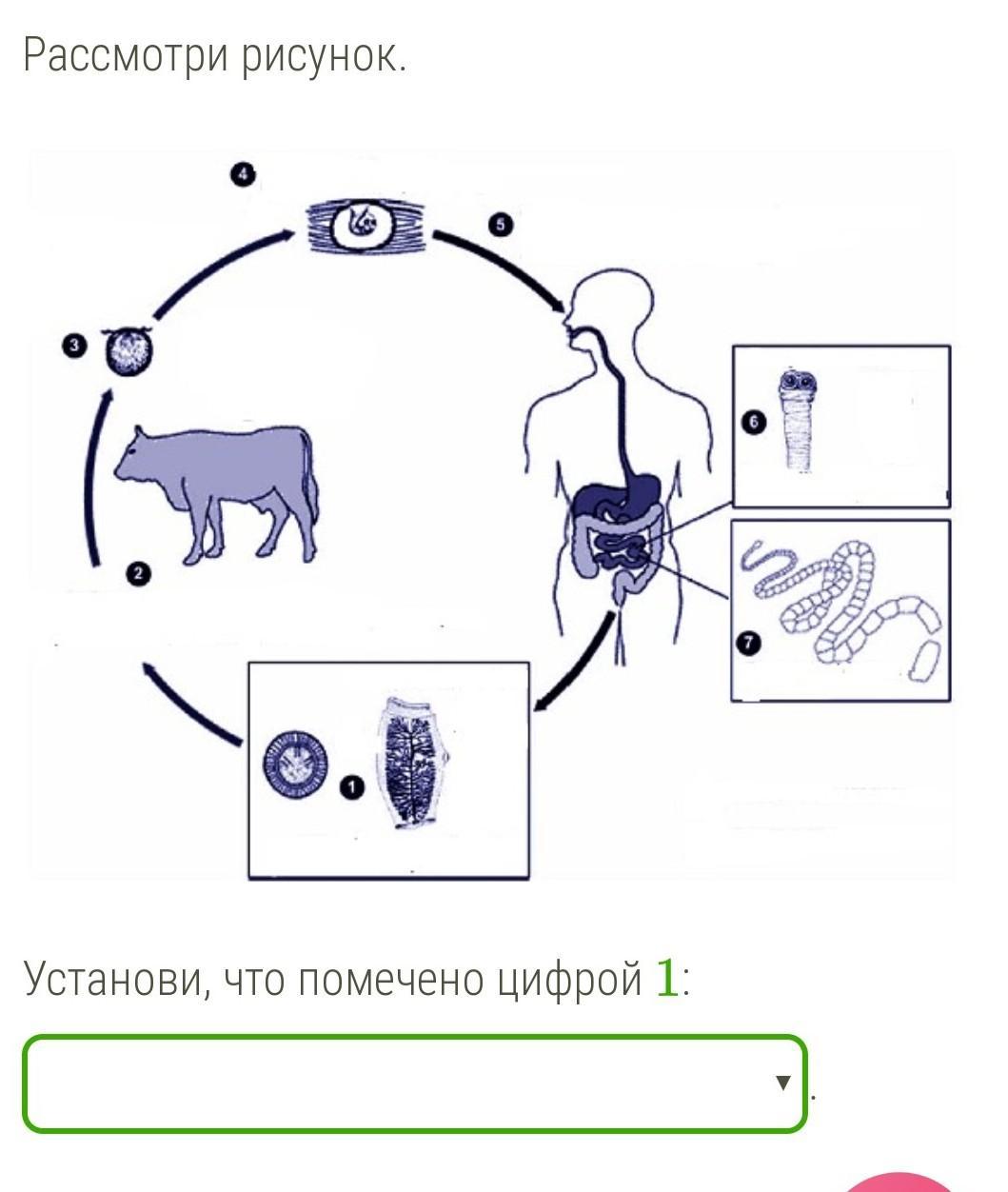 Бычий цепень человек какой хозяин. Схема развития бычьего цепня. Жизненный цикл бычьего цепня. Цикл развития бычьего цепня рисунок. Жизненный цикл бычьего цепня рисунок.