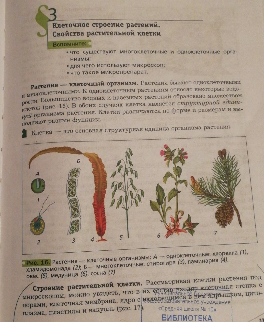 План по биологии 6 класс параграф 6