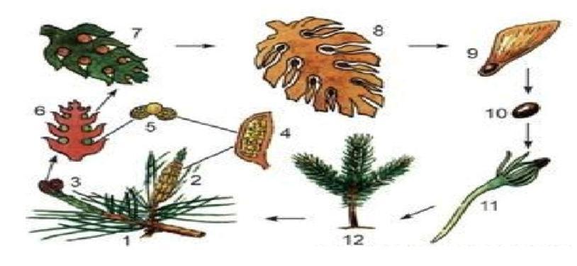 Опишите процесс размножения сосны зарисуйте схему жизненного цикла
